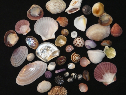 Misc Small Shells of NEA